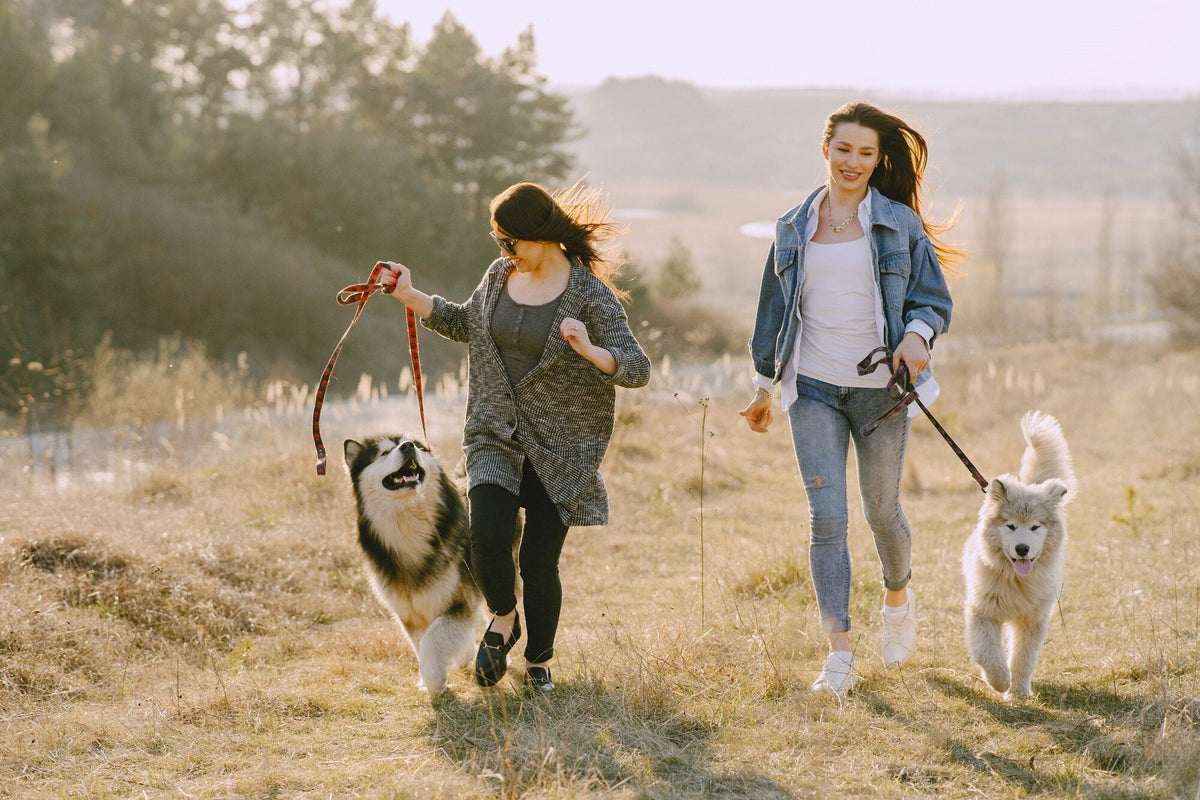 Tipps für die Hundewiese