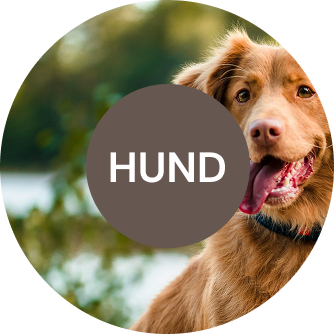 Hundefutter